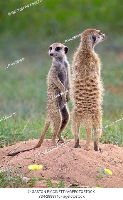 Suricate (Suricata suricatta), watching. Always alert to the possible attack of a predator. While watching the rest of the group is dedicated to hunt all kinds...