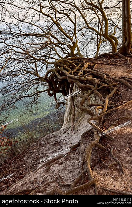Germany, Mecklenburg-Western Pomerania, Jasmund, cliff, tree, root system
