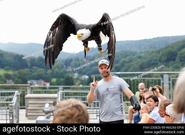 16 August 2023, North Rhine-Westphalia, Detmold: The bald eagle ""Diva"" flies away from falconer Benjamin Aschmann on the grounds of the Adlerwarte Berlebeck