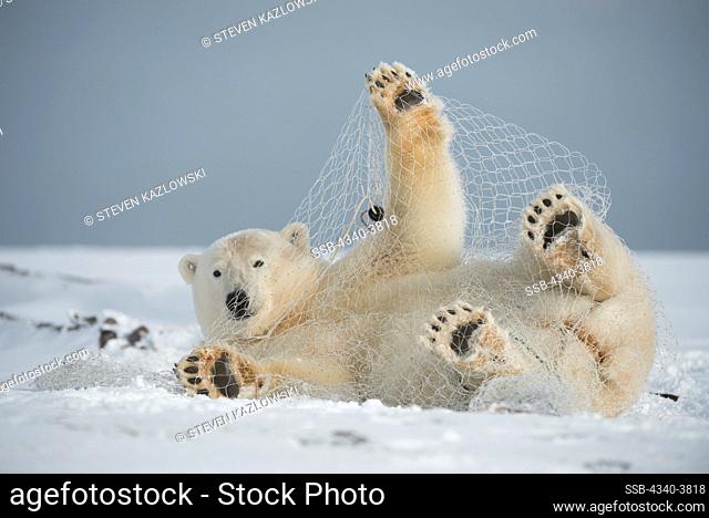 USA, Alaska, Beaufort Sea, Young polar bear (Ursus maritimus) playing with fishing net