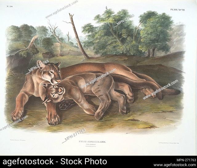Felis concolor, The Cougar. Female & young. Bachman, John, 1790-1874 (Author) Audubon, John Woodhouse, 1812-1862 (Artist) Audubon, John James