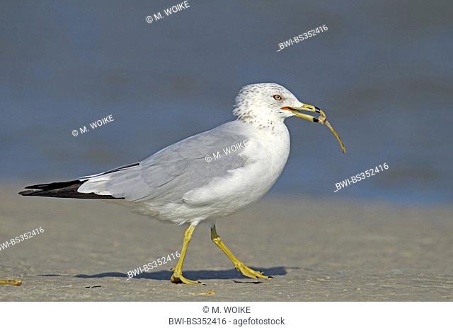 ring-billed gull (Larus delawarensis), gull in winter plumage walks at the beach with a bone in the bill, USA, Florida