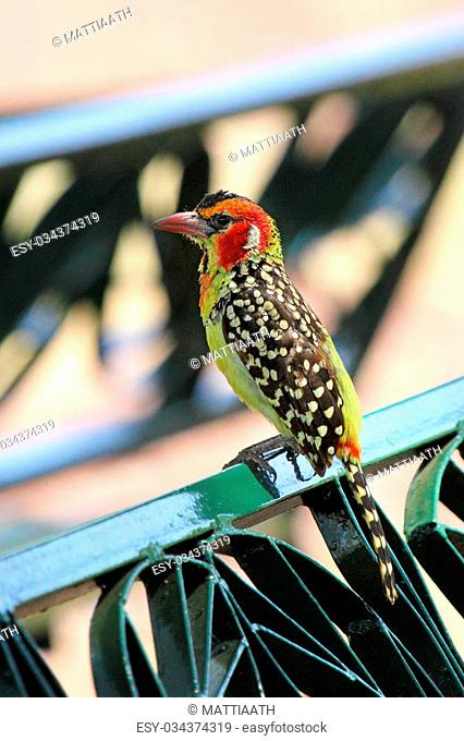 A colorful african bird known as red and yellow barbet, Trachyphonus erythrocephalus, perched on a park bench in a dining area in Serengeti National Park