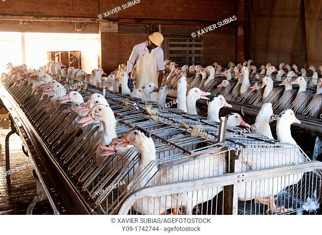 Duck farm, Foie gras factory, Preixana, L'Urgell, Catalonia, Spain