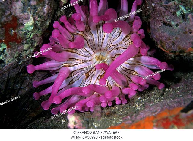 club-tipped anemone, Telmatactis sp., Madeira Island, Atlantic, Portugal