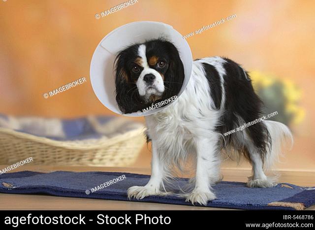 Cavalier King Charles Spaniel, tricolor, with protective funnel, neck collar