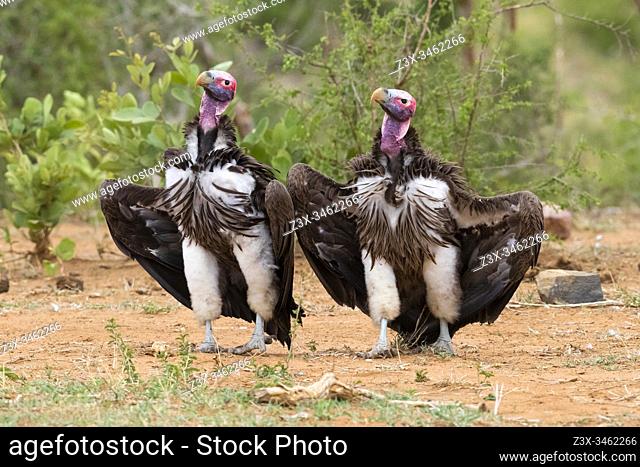 Lappet-faced vulture (Torgos tracheliotos), two adults displaying on the ground, Mpumalanga, South Africa