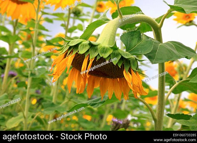 Haengende Sonnenblume - Hintergrund Sonnenblumen