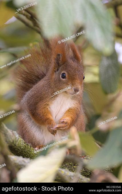 Red Squirrel, Sciurus vulgaris