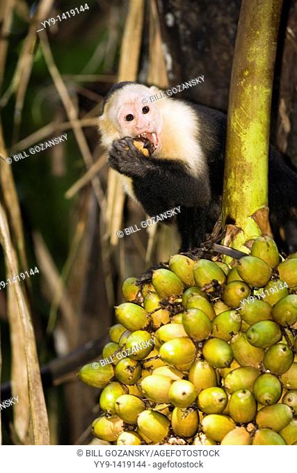 White-headed Capuchin Monkey feeding - Osa Peninsula, Costa Rica