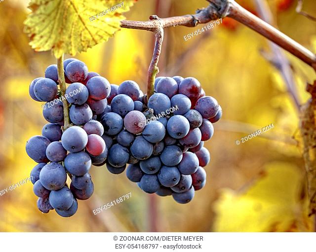 Reife Spätburgunder Trauben mit herbstlichen Weinblättern
