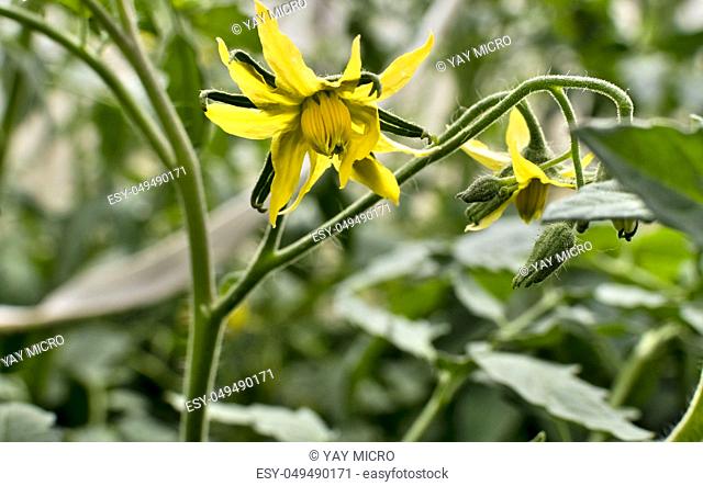 tomato flower close-up, visible stamens, pistils, hairs on the stem of the plant