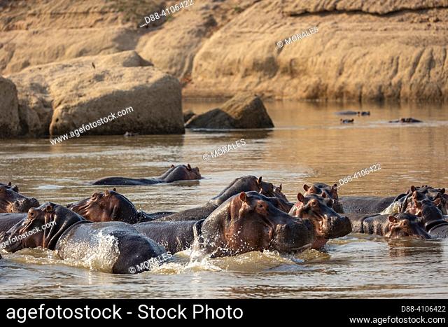 Africa, Zambia, South Luangwa natioinal Park, Luangwa river, common Hippo (Hippopotamus amphibius),