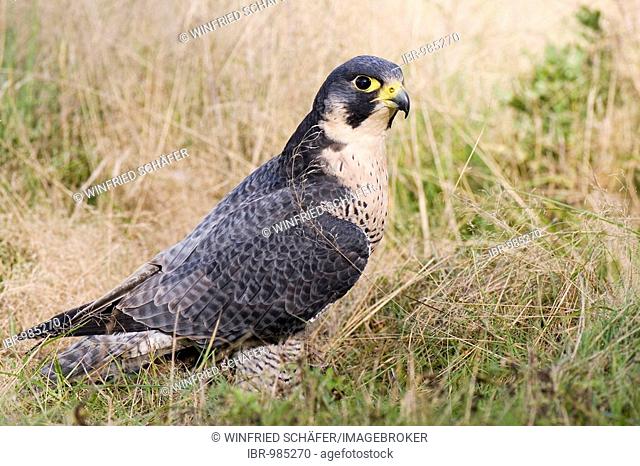 Peregrine Falcon (Falco peregrinus) sitting in the tall grass, Vulkaneifel, Rhineland-Palatinate, Germany, Europe