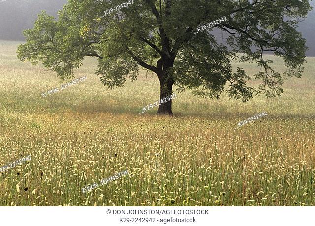 Maple tree and field of Queen Anne's Lace in Cades Cove, Great Smoky Mountains National Park, Tennessee, USA