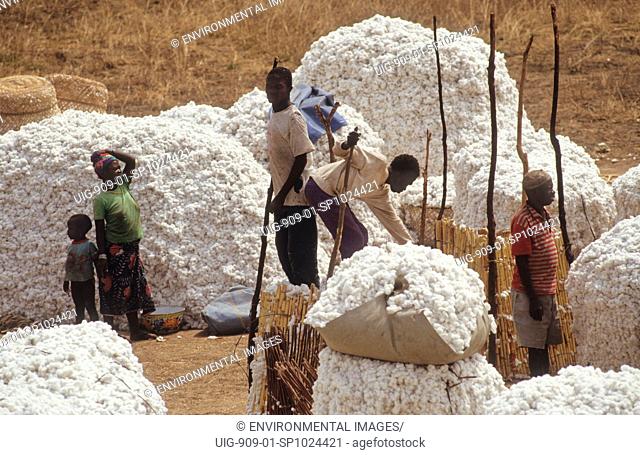 HARVESTING COTTON, CAMEROON. Vina Valley, vicinity Touboro Town.