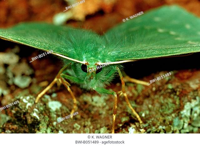 large emerald (Geometra papilionaria), front view, Germany