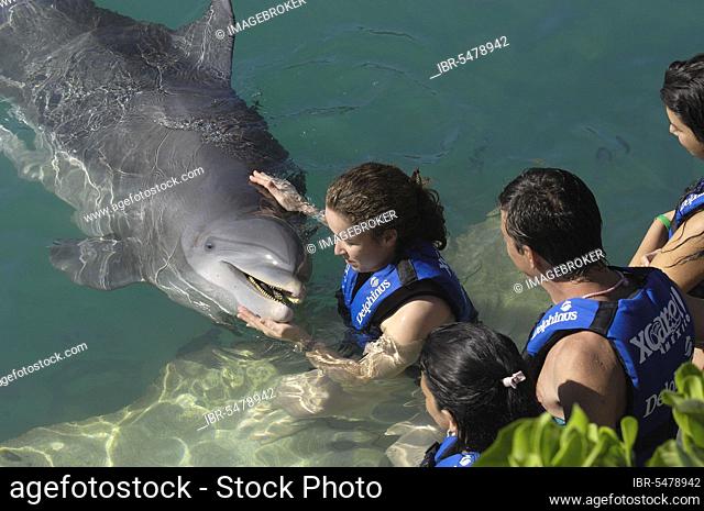 Woman with dolphin, Yucatan, swimming dolphins, dolphin, stroking, Xcaret Eco Park, near Playa del Carmen, Riviera Maya, Quintana Roo, Yucatan, Mexico