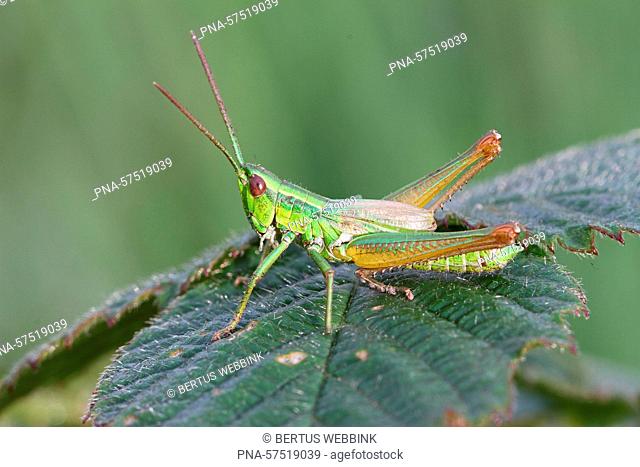 Small Gold Grasshopper (Euthystira brachyptera), Acrididae, Grasshoppers (Orthoptera), Insects (Insecta), Arthropods (Arthropoda), fauna - Chteau d'Annecy