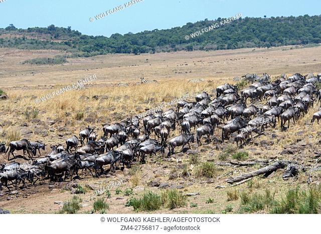 A herd of Wildebeests, also called gnus or wildebai, are moving up a hill after crossing the Mara River in the Masai Mara National Reserve in Kenya during their...