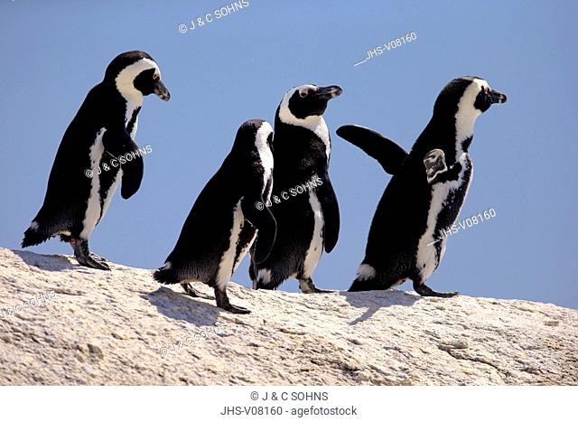 Jackass Penguin, (Spheniscus demersus), group on rock, Boulders, Simon's Town, Western Cape, South Africa, Africa