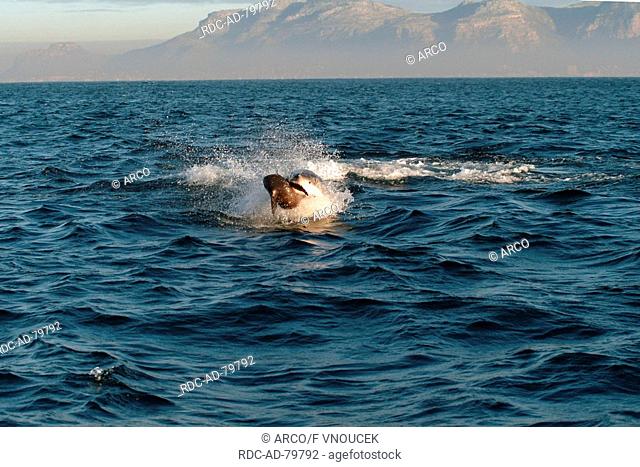 Great White Shark hunting seal Dyer Island South Africa Carcharodon carcharias