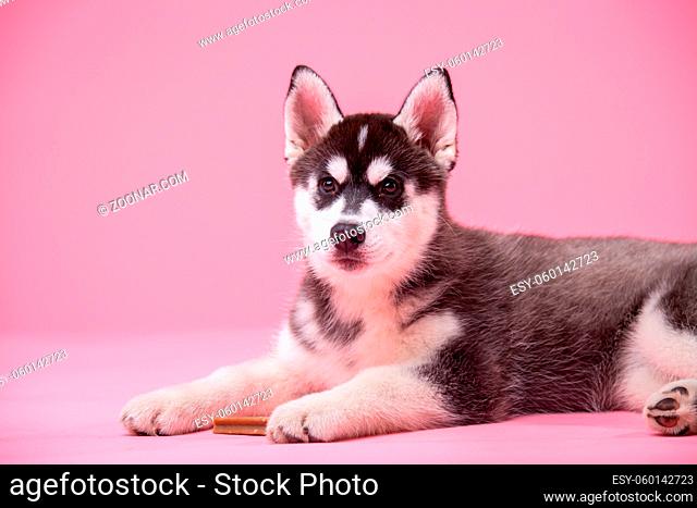 Pets theme studio shot. A teenager female dog of the Siberian Husky breed on a pink background. Funny black and white dog less than one year old on a colored...