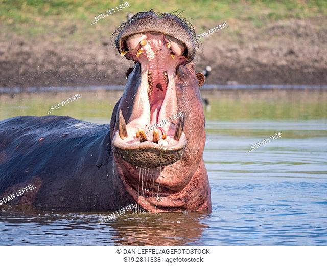 Botswana. Hippo