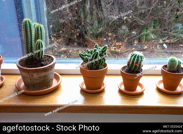 Various green cactus plants in pots on a windowsill near a window with raindrops in a cozy home. Decorative indoor plants photo. plants in a row