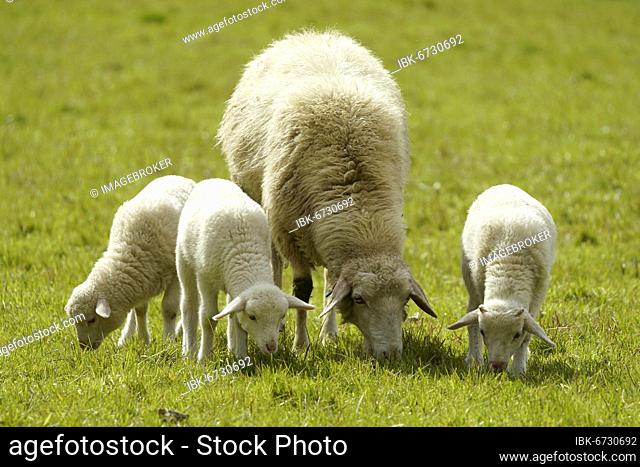 Forest sheep, three lambs with mother grazing on a pasture, Germany, Europe