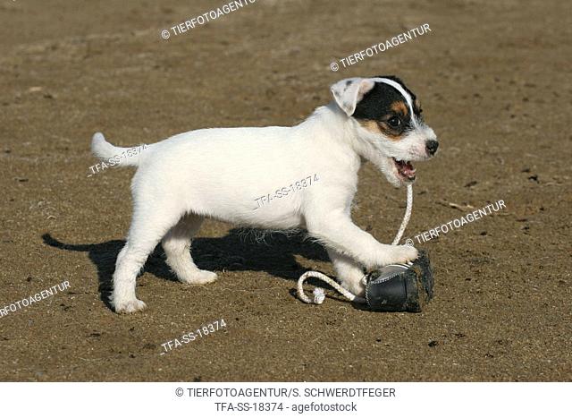 Parson Russell Terrier puppy plays with shoe