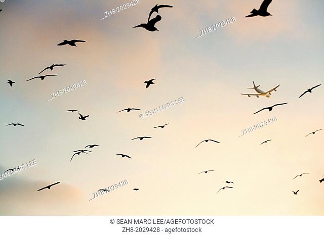 An Airbus A340 jumbo jet plane flies in the sky seen through a flock of birds