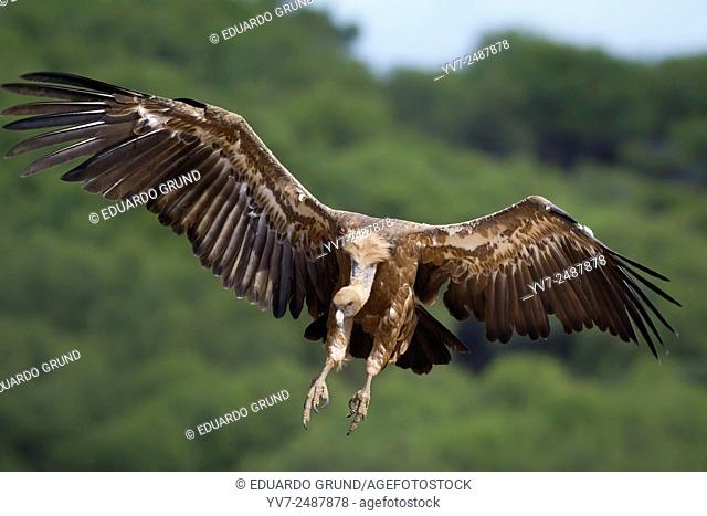Griffon Vulture (Gyps fulvus). Sierra Morena, Cordoba, Andalusia, Spain, Europe