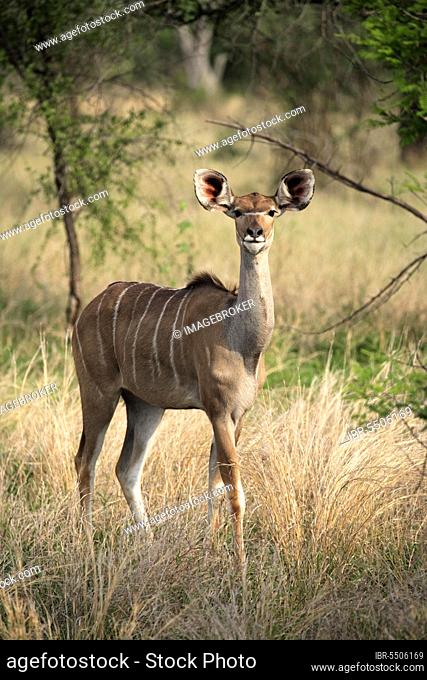 Greater kudu (Tragelaphus strepsiceros), female, Kruger National Park, South Africa, Africa