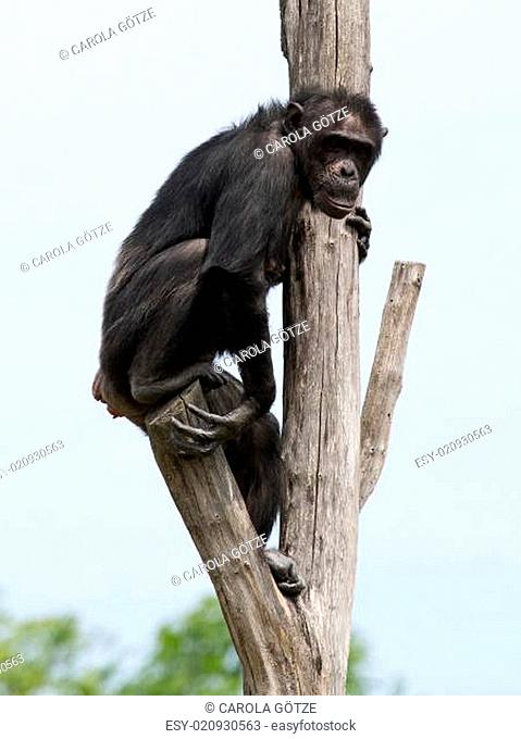 kletternder Schimpanse