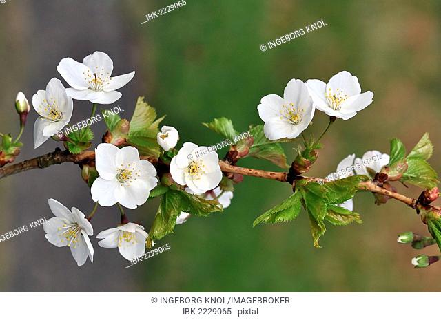 Cherry blossom branch (Prunus avium)