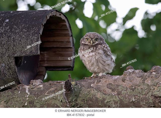 Young Little Owl (Athene noctua), Emsland, Lower Saxony, Germany