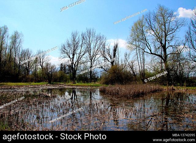 Moor lake in the center for environment and culture in Benediktbeuern, spring, reeds, stones. Upper Bavaria, Bavaria, Southern Germany, Germany