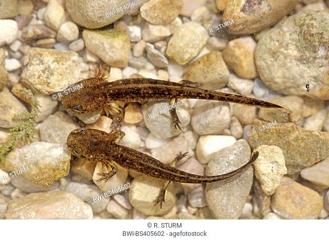 European fire salamander (Salamandra salamandra), young larvae in water, Germany, Bavaria, Oberbayern, Upper Bavaria