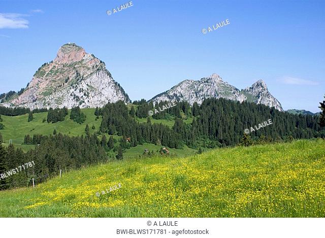 blooming mountain meadow and grosser Mythen, Switzerland, Berner Alpen
