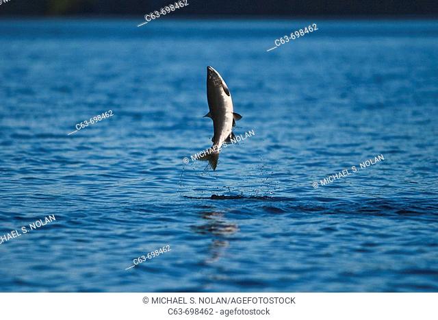 Spawning pink salmon (Oncorhynchus gorbuscha) leaping in Red Bluff Bay, Southeast Alaska, USA. Pacific Ocean. Salmon leap perhaps to loosen their eggs and milt...