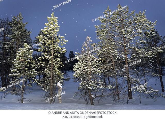 Snowcovered forest with snowfall during polar night, Balsfjord, Norway