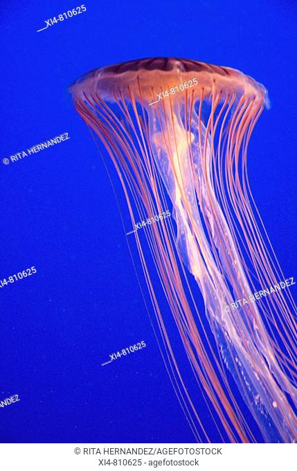 Jellyfish with backlight