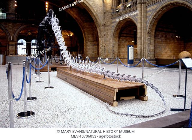 The Diplodocus replica skeleton at the Natural History Museum with a cardboard tail. In 1993 its tail was temporarily replaced with a cardboard one while the...