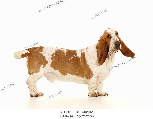 Basset Hound dog - standing - cut out