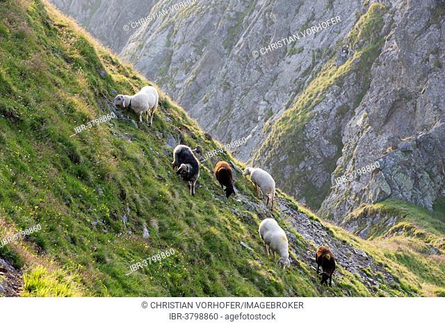 Sheep grazing on a steep slope of Kellerjoch, North Tyrol, Austria