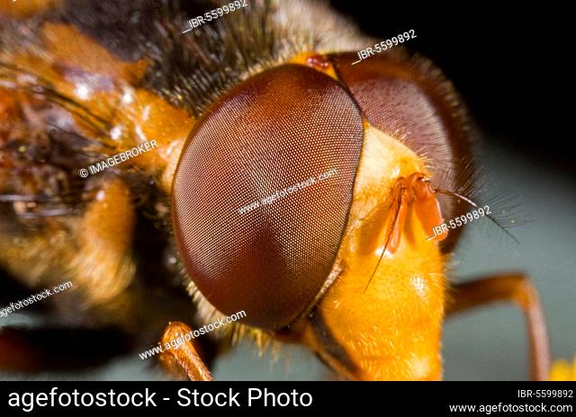 Banded forest hoverfly, Yellow bumblebee hoverfly, Banded forest hoverflies (Syrphidae), Yellow bumblebee hoverflies, Other animal