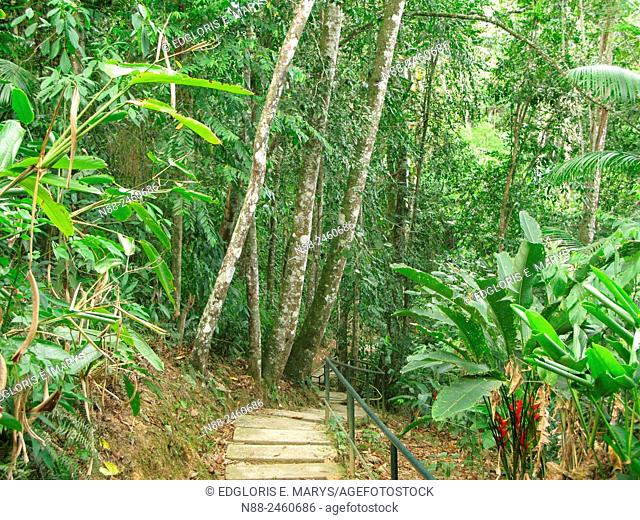 Premontane rainforest, Paracotos, Venezuela