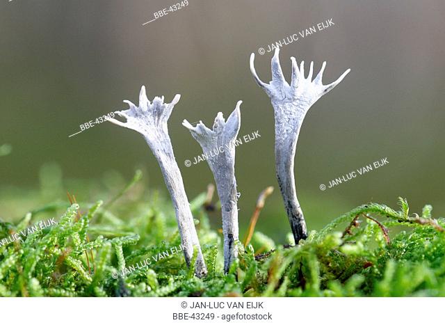 Close-up of three stag's horn between mosses