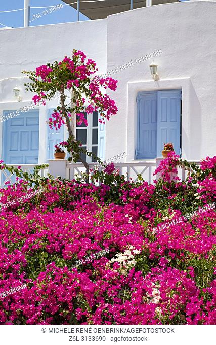 pink bougainvillea flowers on home with blue window overlooking Oia Santorini Greece